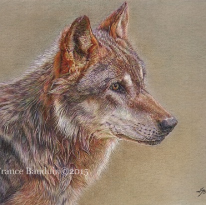 Wolf Peyto - 33 hours
Sand Pastelmat
15" x 10.5"
Ref: My own photo Wolf Peyto - 33 hours
Sand Pastelmat
15" x 10.5"
Ref: My own photo